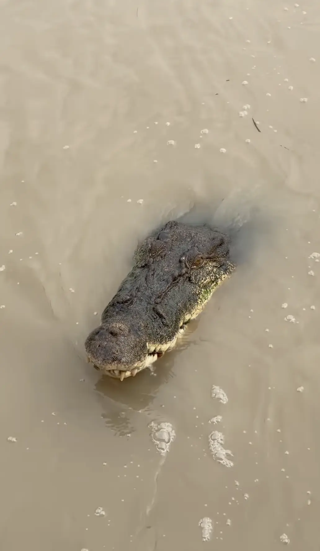 Modern Crocodiles and Alligators